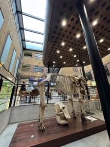 Large animal skeleton display in the atrium of the Royal Veterinary College. The mounted skeleton stands on a wooden platform and a large skull is displayed separately in front of the skeleton.